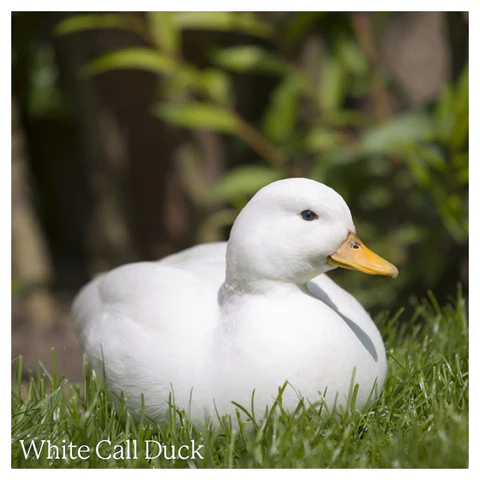 Call Duck White B 900 480x480
