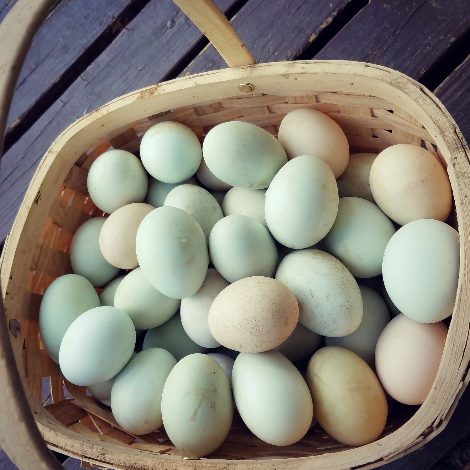 Duck20Eggs