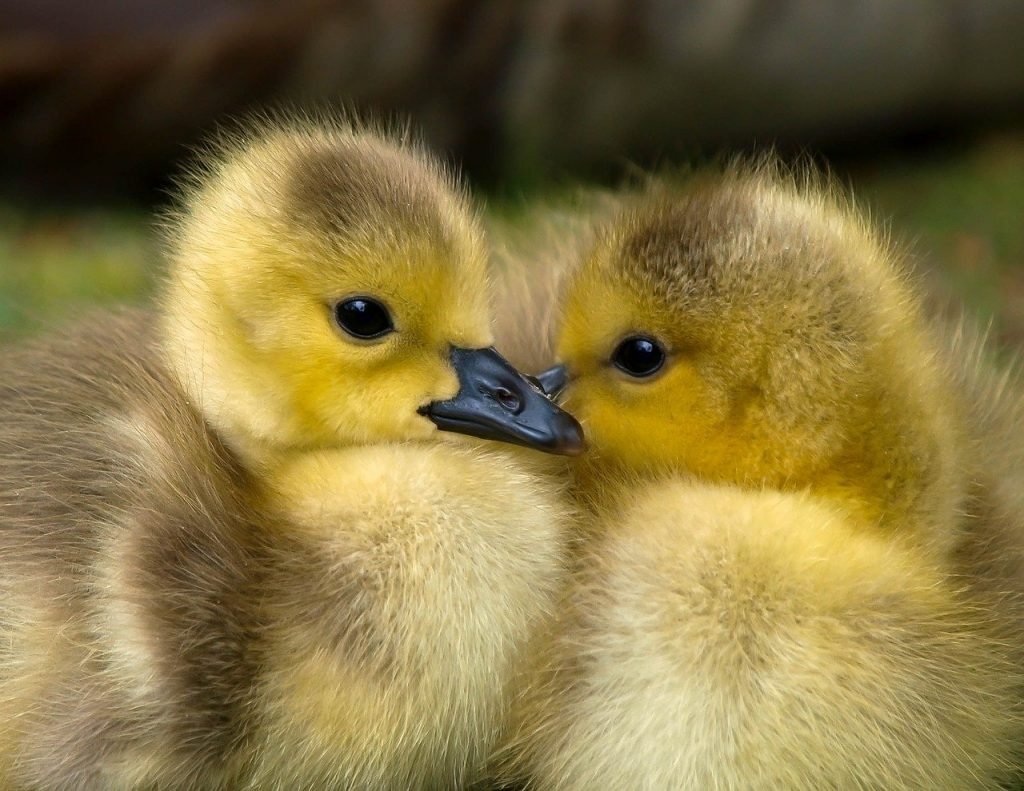 Animal 1853178 1280 E1614116065482 1
