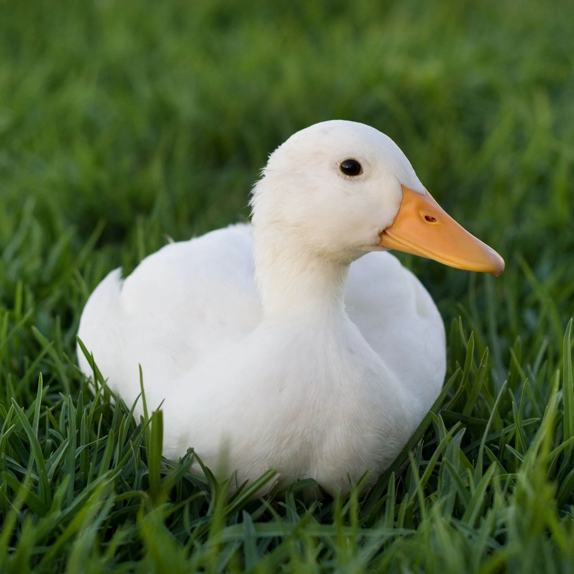 White Duck4